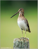 Wilsons Snipe