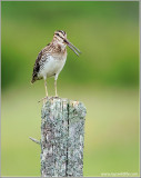 Wilsons Snipe