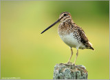 Wilsons Snipe