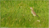 Upland Sandpiper