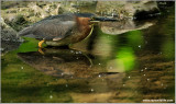 Green Heron 28