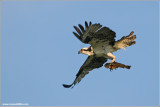 Osprey with Breakfast 51
