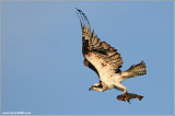 Osprey with Breakfast 52