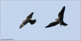 Peregrine Falcons 4