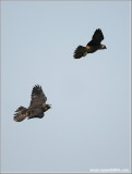Young Peregrines in Flight 9