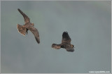 Peregrine Falcons in Flight 10