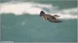 Peregrine Falcon in Flight 13