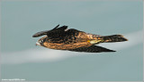 Young Peregrine in Flight 15