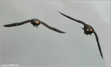 Young Peregrines over Niagara 16