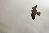 Peregrine Falcon over Niagara 20