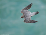Peregrine Falcon over Niagara 22