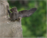 Peregrine Falcon Lift Off! 26