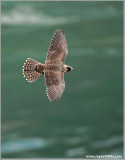 Young Peregrine in Flight 27