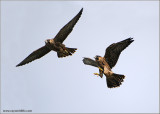 Young Peregrines in Flight 29