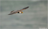 Peregrine Falcon in Flight 34