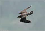 Peregrine Falcon in a Dive 35