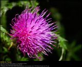 Curled Plumless-thistle (Kruset Tidsel / Carduus crispus)