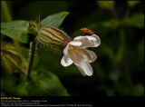 White Campion (Aften-Pragtstjerne / Silene latifolia ssp. alba)