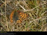 Queen of Spain Fritillary (Storplettet Perlemorsommerfugl / Issoria lathonia)