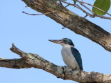 Collared Kingfisher