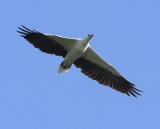 White-bellied Sea Eagle