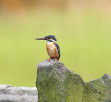 Common Kingfisher, juvenile