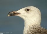 Great Black-backed Gull / Goéland marin