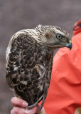 Northern Goshawk