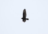 Dark Morph Rough-legged Hawk