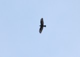 Dark Morph Rough-legged Hawk