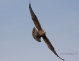 Juvenile Herring Gull