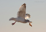 Herring Gull with Bread