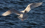 Iceland Gull