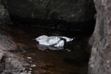 Black Guillemot