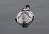 Black Guillemot