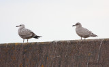 1st-winter Herring Gull (left) and Thayers Gull Juvenile (right)