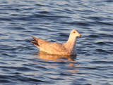 Nelsons Gull