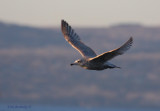 Nelsons Gull