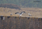 Slaty-backed Gull