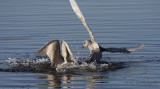 Iceland Gull Juvenile (left) and Thayers Gull Juvenile (right)