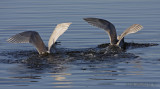 Iceland Gull Juvenile (left) and Thayers Gull Juvenile (right)