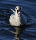 Thayers Gull (pale) - Juvenile head on!
