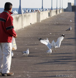 Aldo with the excited gull!!