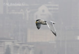 Thayers Gull - Adult