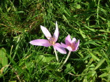 Purple Flower #1