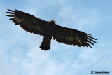 Aquila reale -Golden Eagle (Aquila chrysaetos)