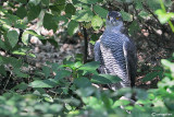 Astore- Northern Goshawk (Accipiter gentilis)