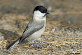 Cincia bigia alpestre (Poecile montana)