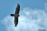Gipeto- Lammergeier (Gypaetus barbatus)