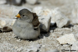 Fringuello alpino -White-winged Snowfinch (Montifringilla nivalis)